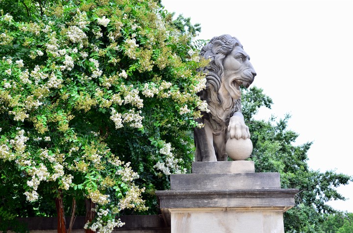 Crape Myrtle and a Lion