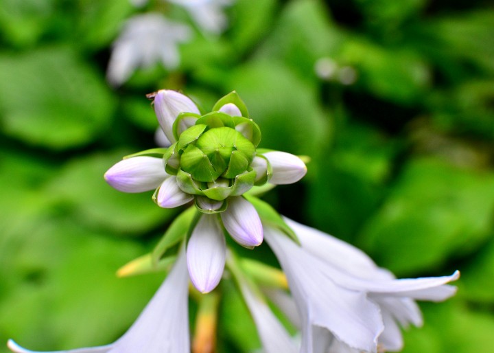 Facing Buds Head On