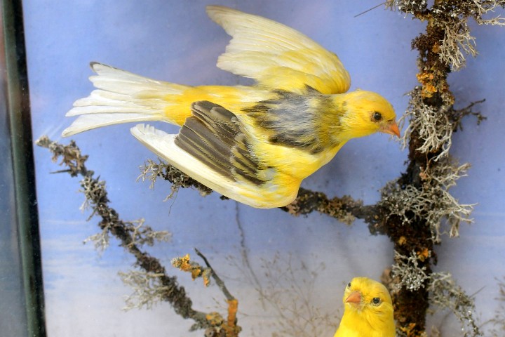 Part of a Group of Canaries Killed by a Dog Mounted by Walter Potter