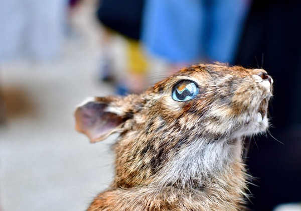 Baltimore Taxidermy Open