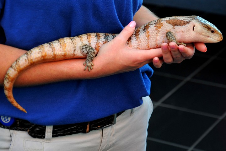 Blue Tongued Skink in Hand Blue Tongued Skink in Hand
