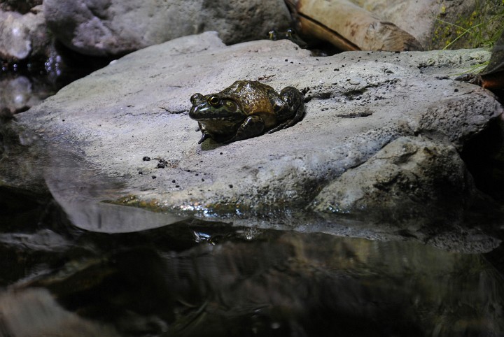 Bullfrog on a Rock Bullfrog on a Rock