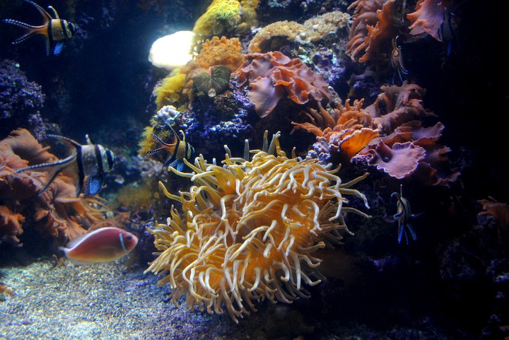 Cardinalfish and Clownfish in a Mock Pacific Reef Cardinalfish and Clownfish in a Mock Pacific Reef