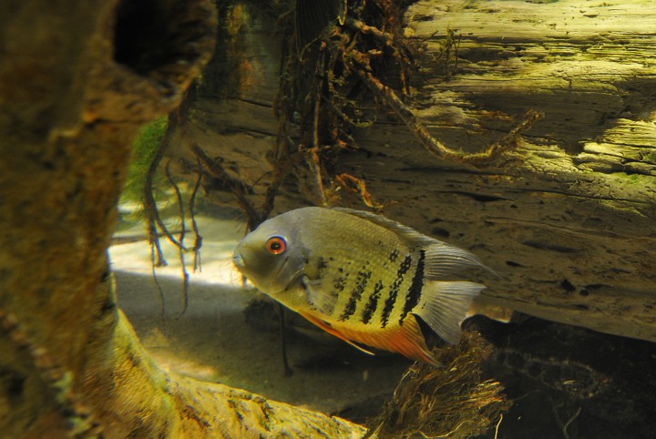 Green Severum Cichlid Coming Out From Under a Log Green Severum Cichlid Coming Out From Under a Log