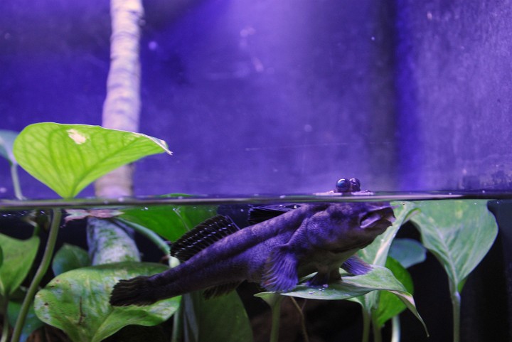 Indian Jeweled Mudskipper Eyeing the Scene Indian Jeweled Mudskipper Eyeing the Scene