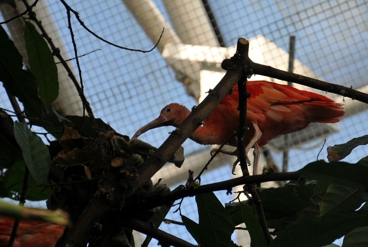 Scarlet Ibis in the Cacao Tree Scarlet Ibis in the Cacao Tree