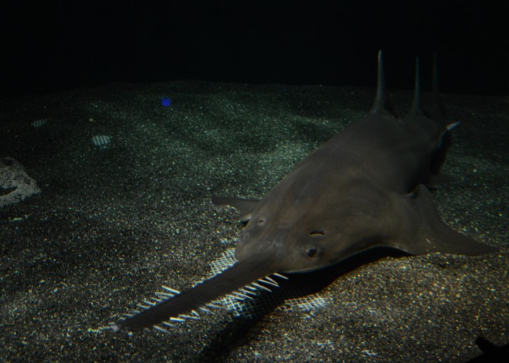 Sawfish at Rest Sawfish at Rest