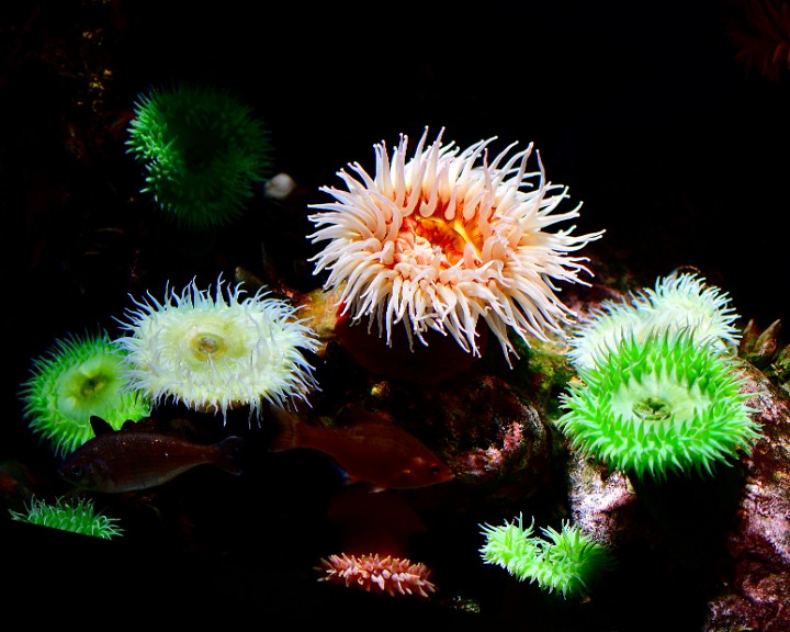 Anemones Of Various Colors