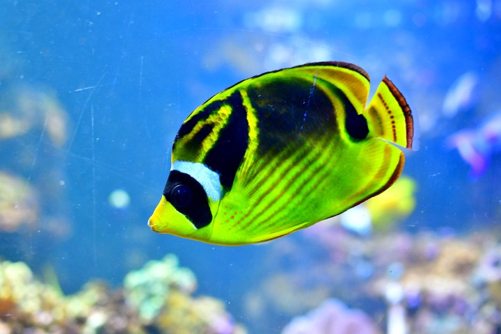 Lovely Patterns on a Raccoon Butterflyfish