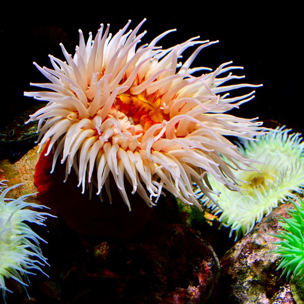 Sea Anemone Tentacles Waving