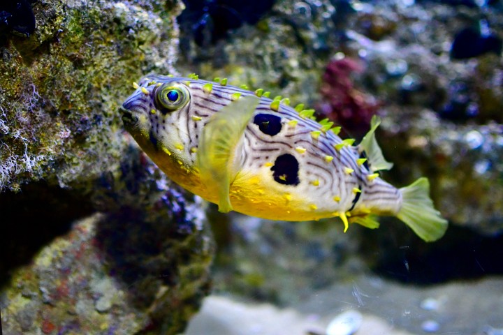 Striped Burrfish With Its Yellow Burrs