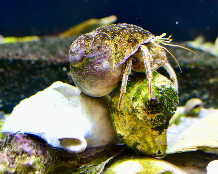 Striped Hermit Crab Atop a Sell
