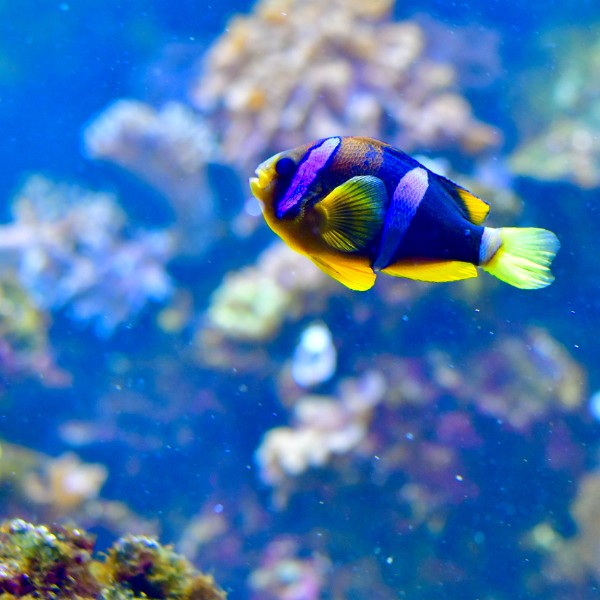 Yellowtail Clownfish Swimming