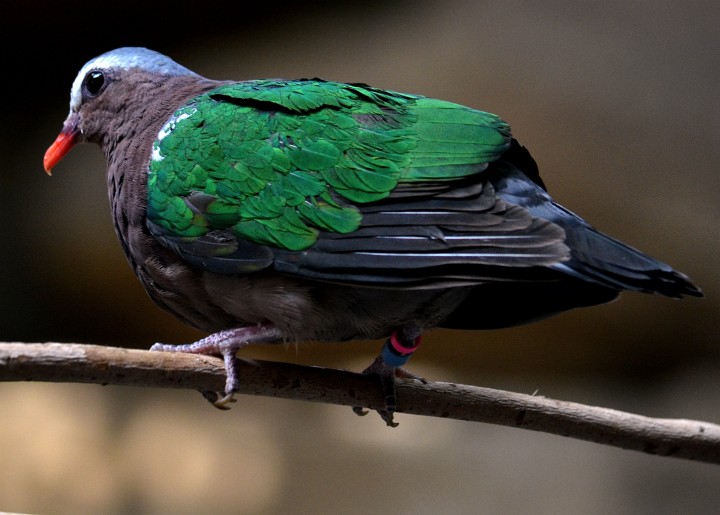 Emerald Dove With Characteristic Green Wings Emerald Dove With Characteristic Green Wings