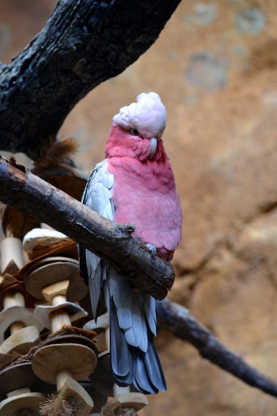 Galah Cockatoo on a Branch Galah Cockatoo on a Branch