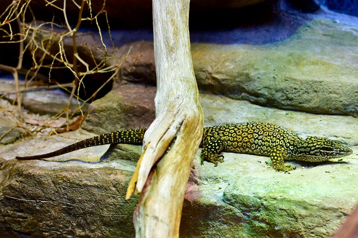 Spiny-Tailed Monitor With Awesome Scale Patterns