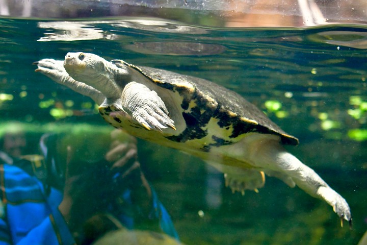 Swimming Turtle Heading to the Surface