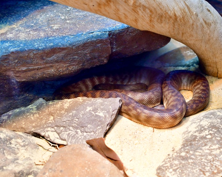 Woma Snake Partially Under Rocks