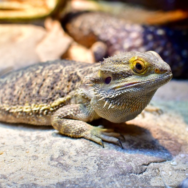 Yellow Around the Eyes of the Inland Bearded Dragon