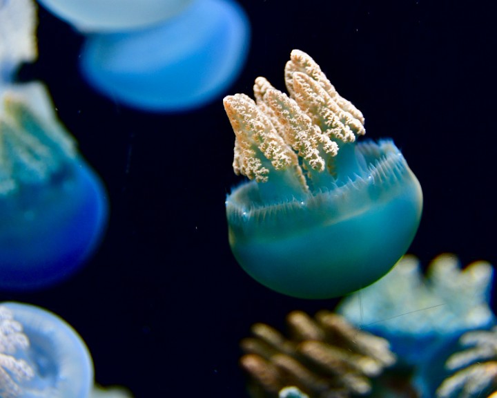Blue Blubber Jelly With White Caps