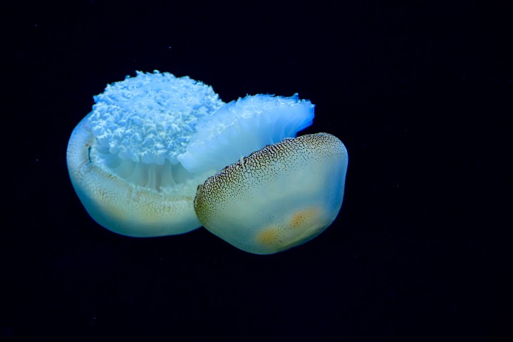 Cannonball Jelly Pair