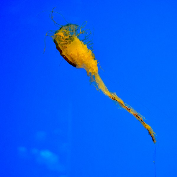 Japanese Sea Nettle Trailing Yellow