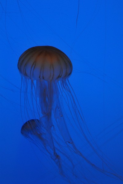 Dome of the Northern Sea Nettle Dome of the Northern Sea Nettle