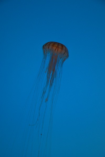 Long Tendrils of the Northern Sea Nettle Long Tendrils of the Northern Sea Nettle