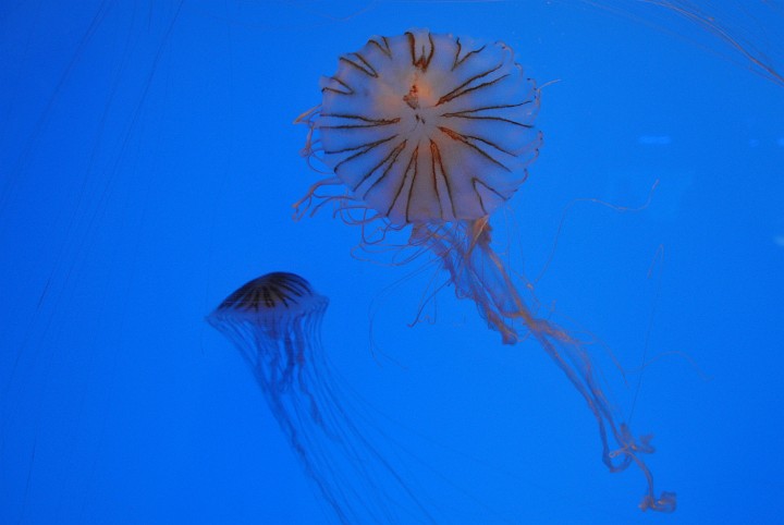 Northern Sea Nettle Flaring Out Northern Sea Nettle Flaring Out