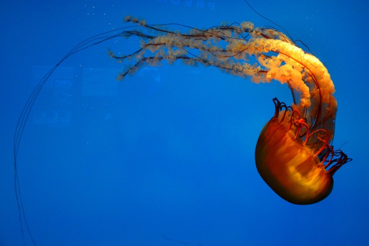 Pacific Sea Nettle Doing a Loop Pacific Sea Nettle Doing a Loop