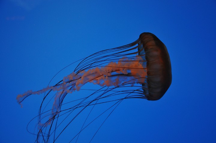 Pacific Sea Nettle Moving Right Pacific Sea Nettle Moving Right