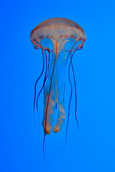 Purple-Striped Jelly With Long Purple Strands