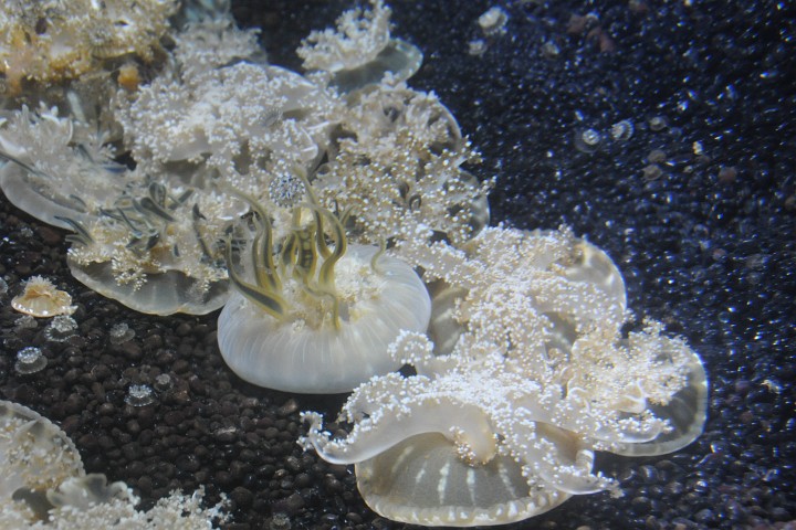Flailing Colony of Upside-Down Jellies Flailing Colony of Upside-Down Jellies