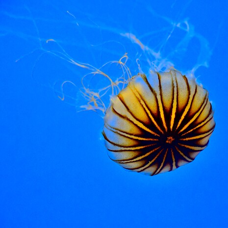 Japanese Sea Nettle