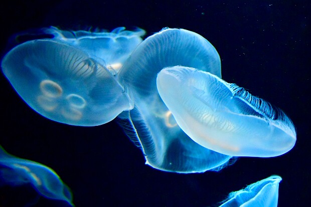 Moon Jelly
