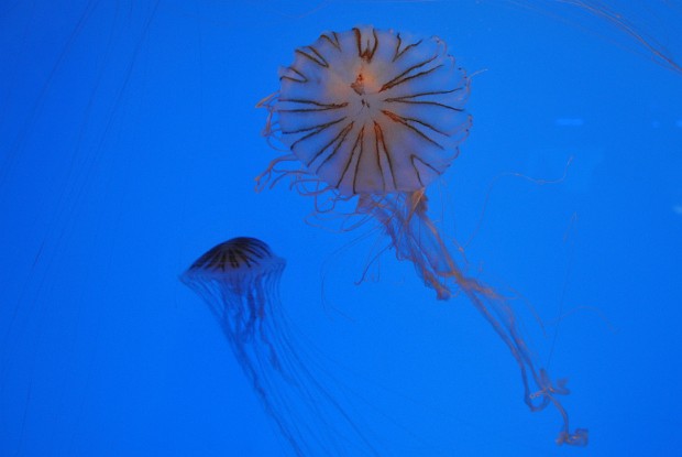 Northern Sea Nettle