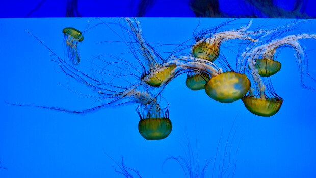 Pacific Sea Nettle
