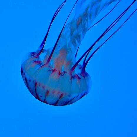 Purple-Striped Jelly