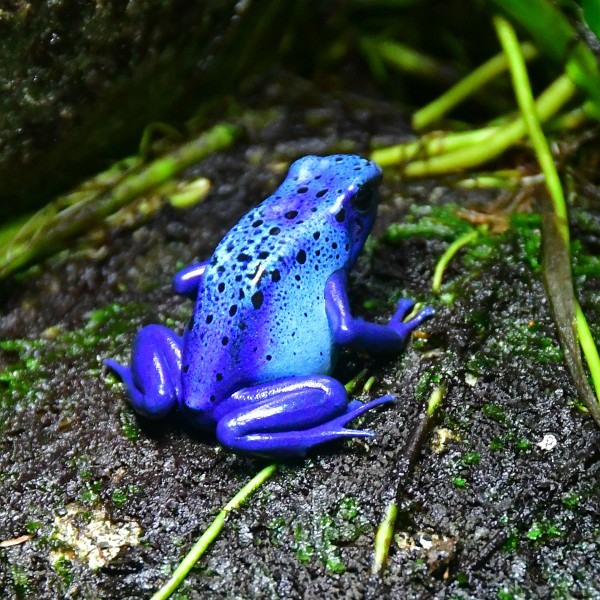 Dyeing Poison Dart Frog in Blue