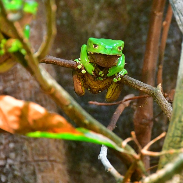 Giant Leaf Frog Hanging