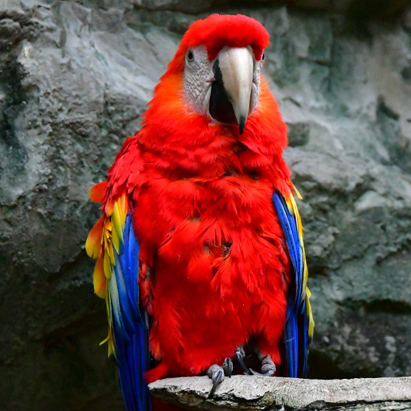 Macaw Against the Stone