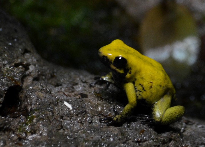Terrible Poison Dart Frog in Yellow Terrible Poison Dart Frog in Yellow
