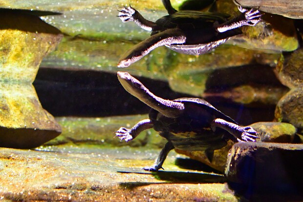 Australia Wild Extremes