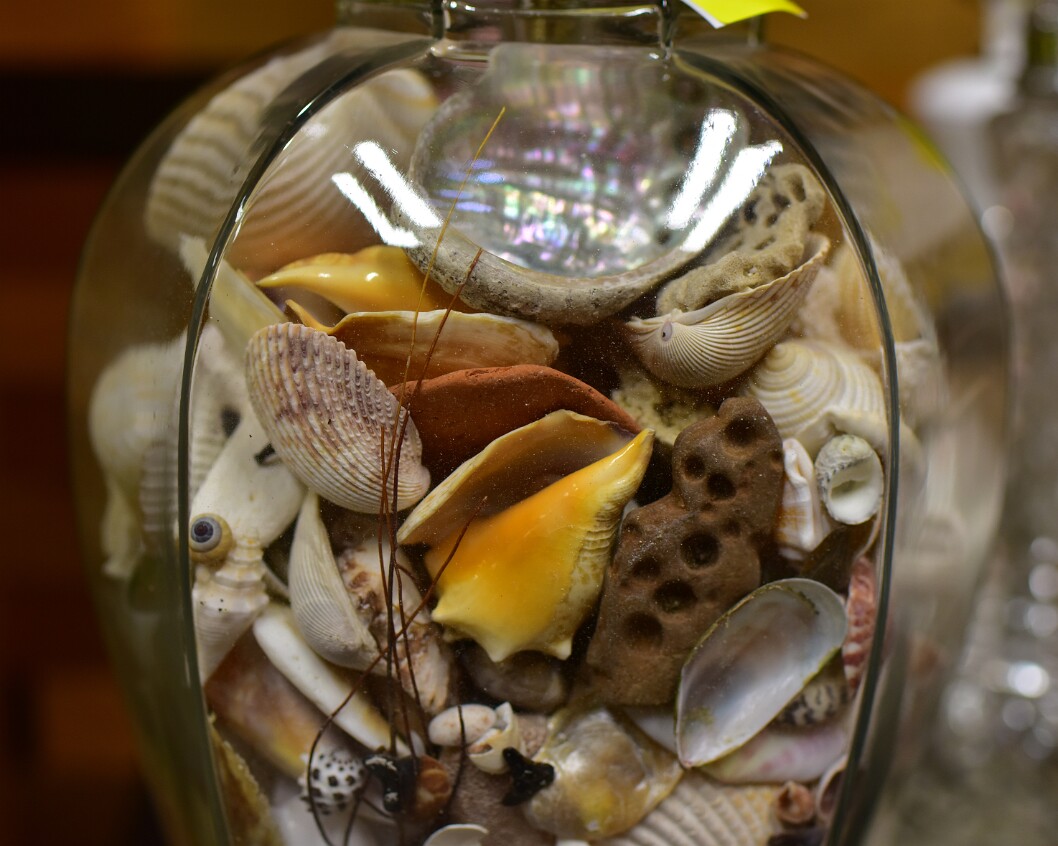 Shells in Lamp Detail