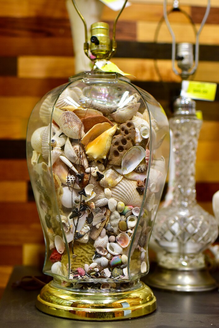Shells in Lamp