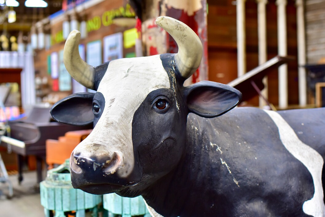 The Cow Knows