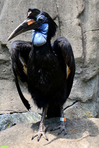 Long Beak, Blue Face Long Beak, Blue Face