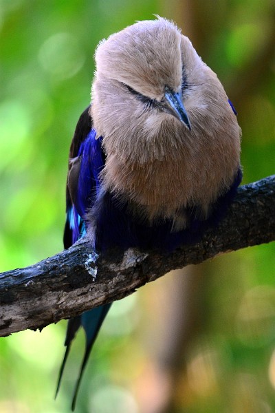 Blue Plumage on the Blue-bellied Roller Blue Plumage on the Blue-bellied Roller