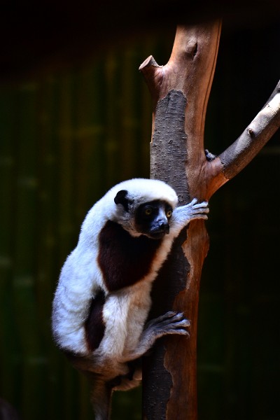 Coquerel's Sifaka Holding On Coquerel's Sifaka Holding On