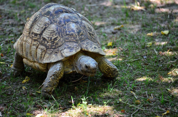 Leopard Tortoise on the Move Leopard Tortoise on the Move